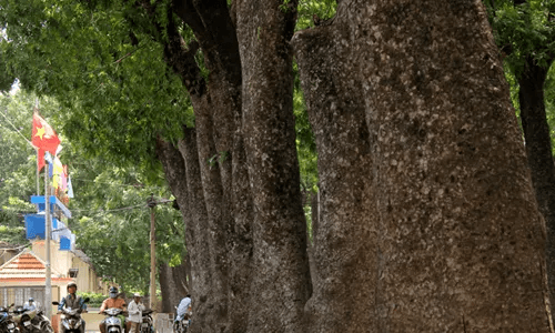 Tìm hiểu đi Côn Đảo mùa nào đẹp để dạo bước dưới những hàng bàng cổ thụ xanh mát.