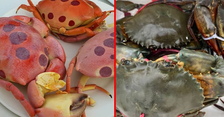 cua mặt trăng Côn Đảo