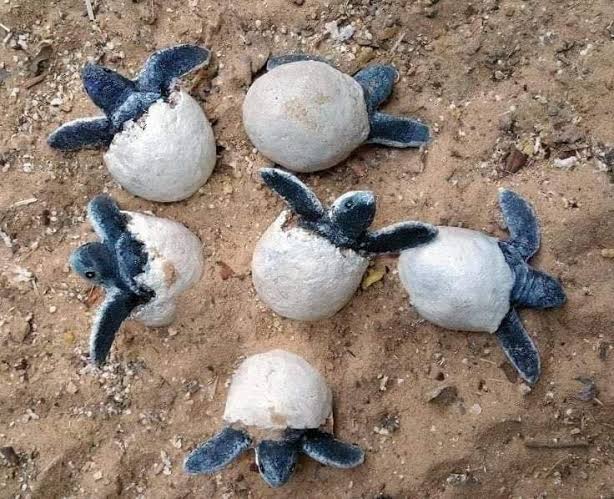 Mùa rùa đẻ trứng ở Côn Đảo